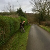 conifer-hedge-2
