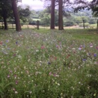 wild-flowers