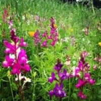 wild-flowers-5