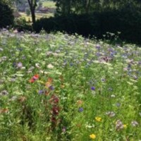 wild-flowers-6