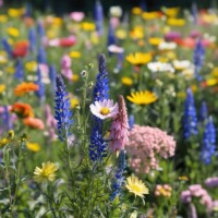 wildflowers